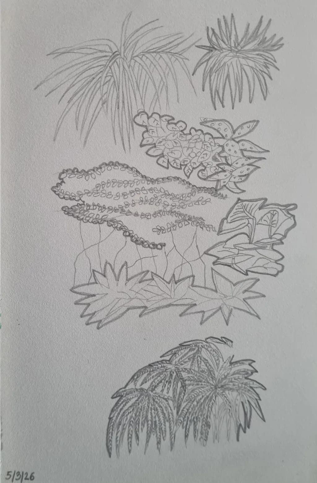 Botanical Study III