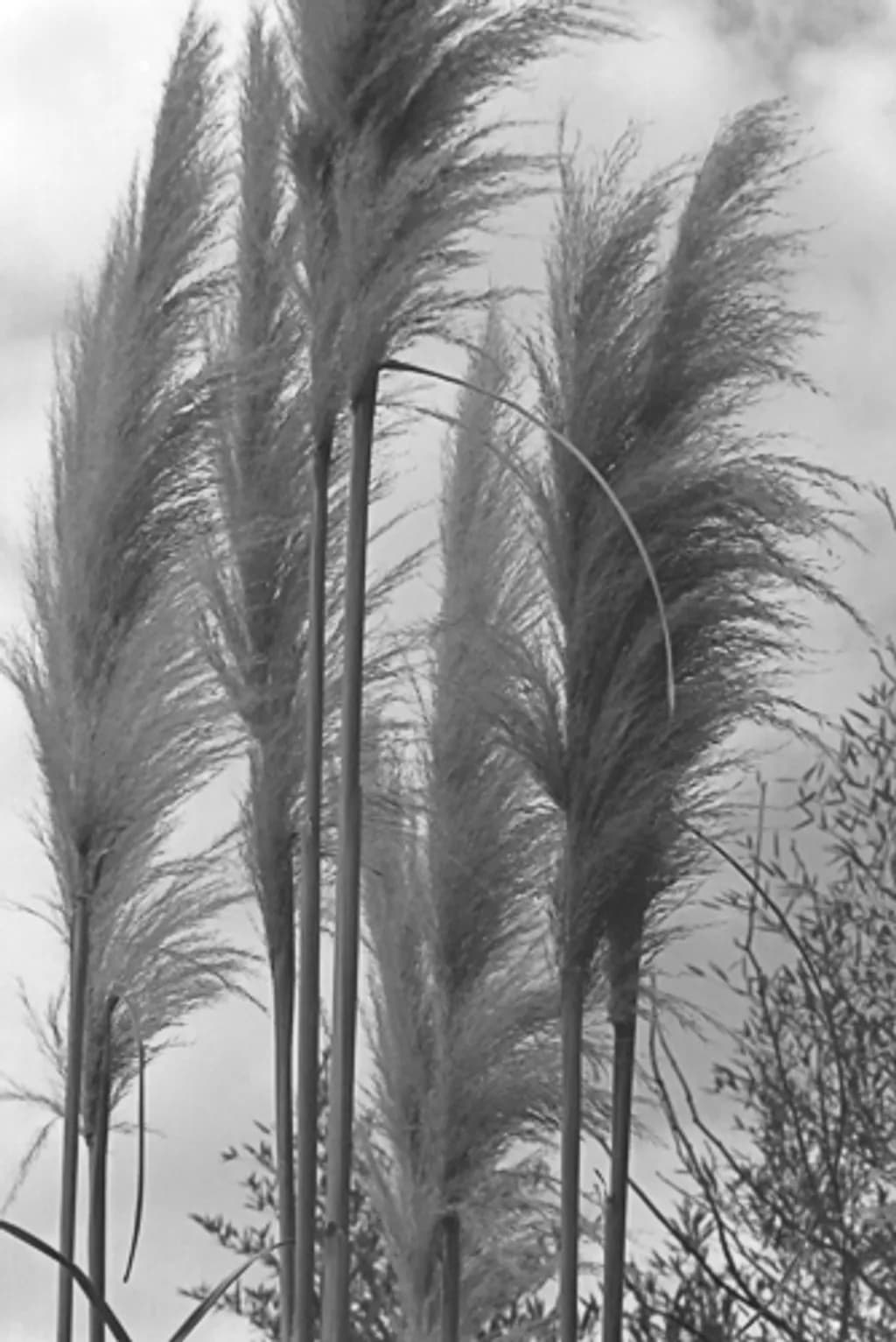 Pampas and Streetlights