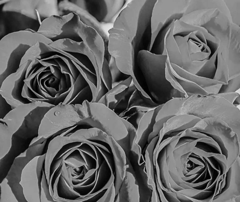 Monochrome Roses