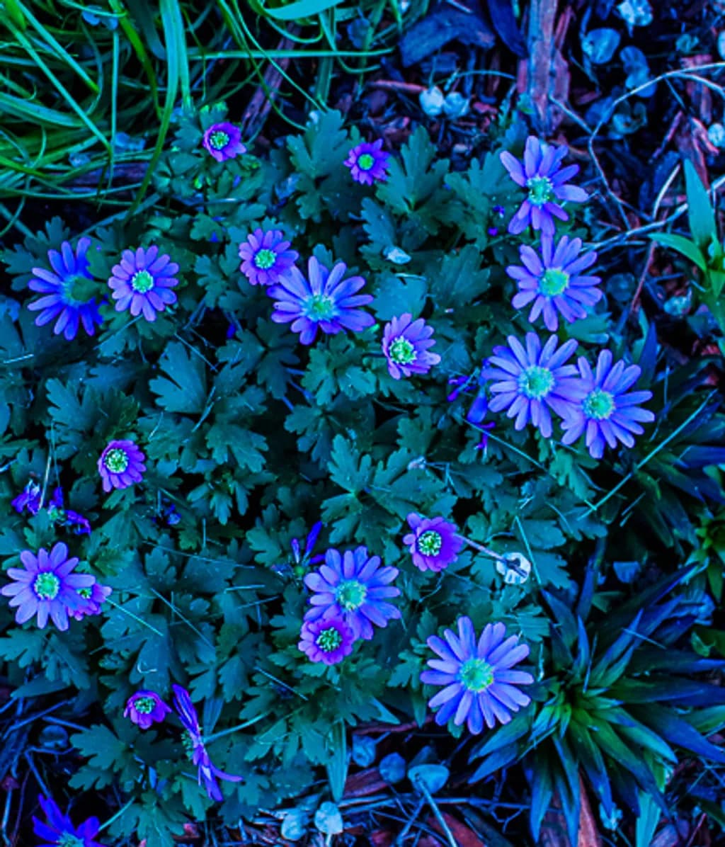 Purple Garden Blooms