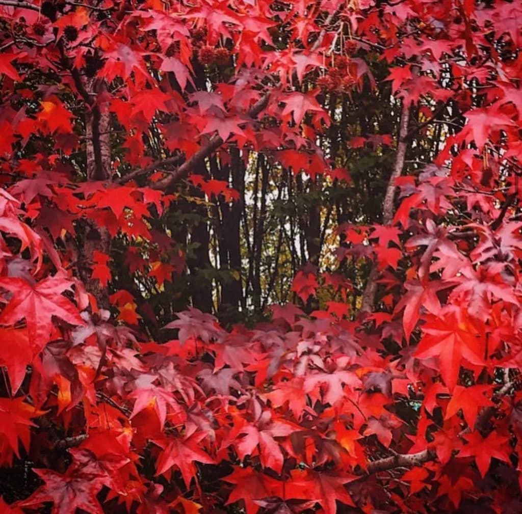 Crimson Maple Canopy