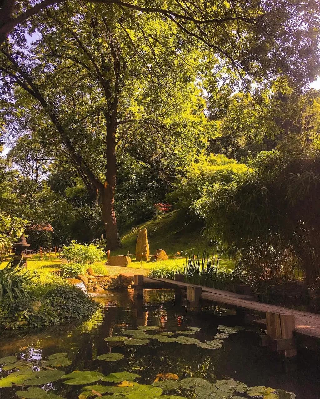 Sunlit Garden Pond