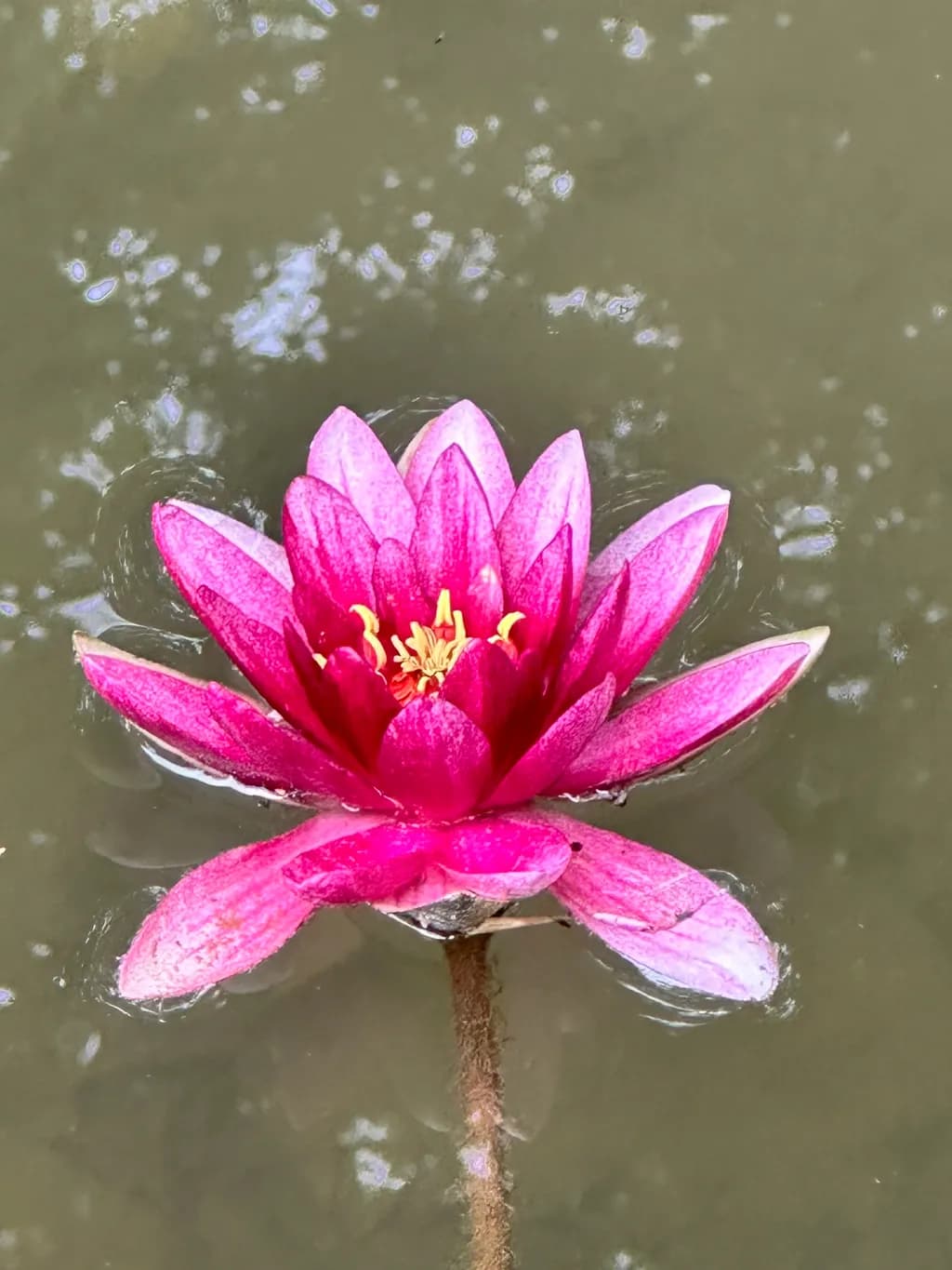 Pink Water Lily