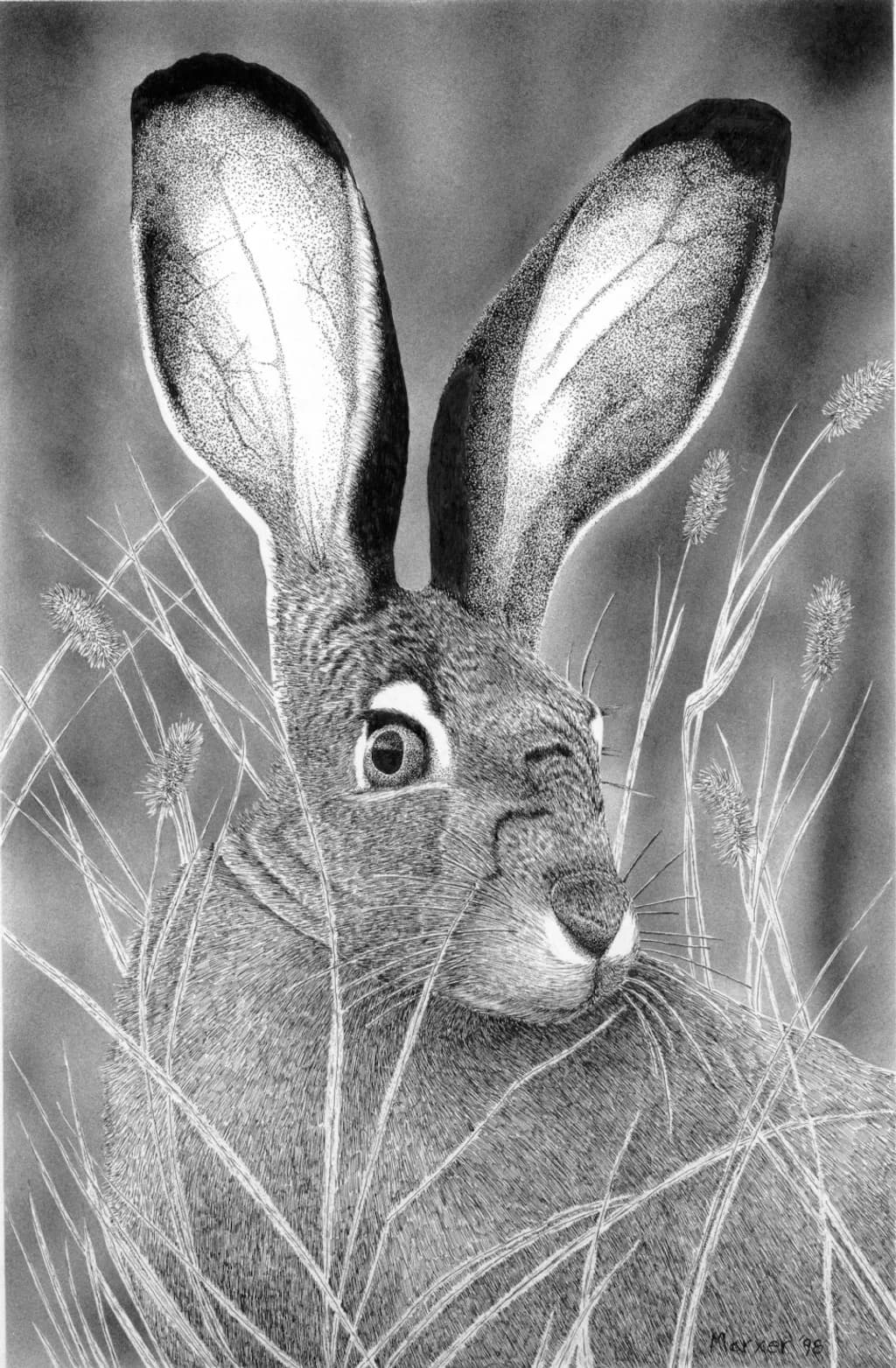 Jack Rabbit