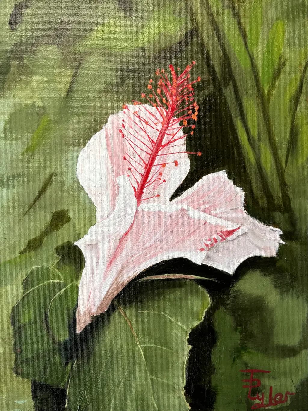 White Hibiscus
