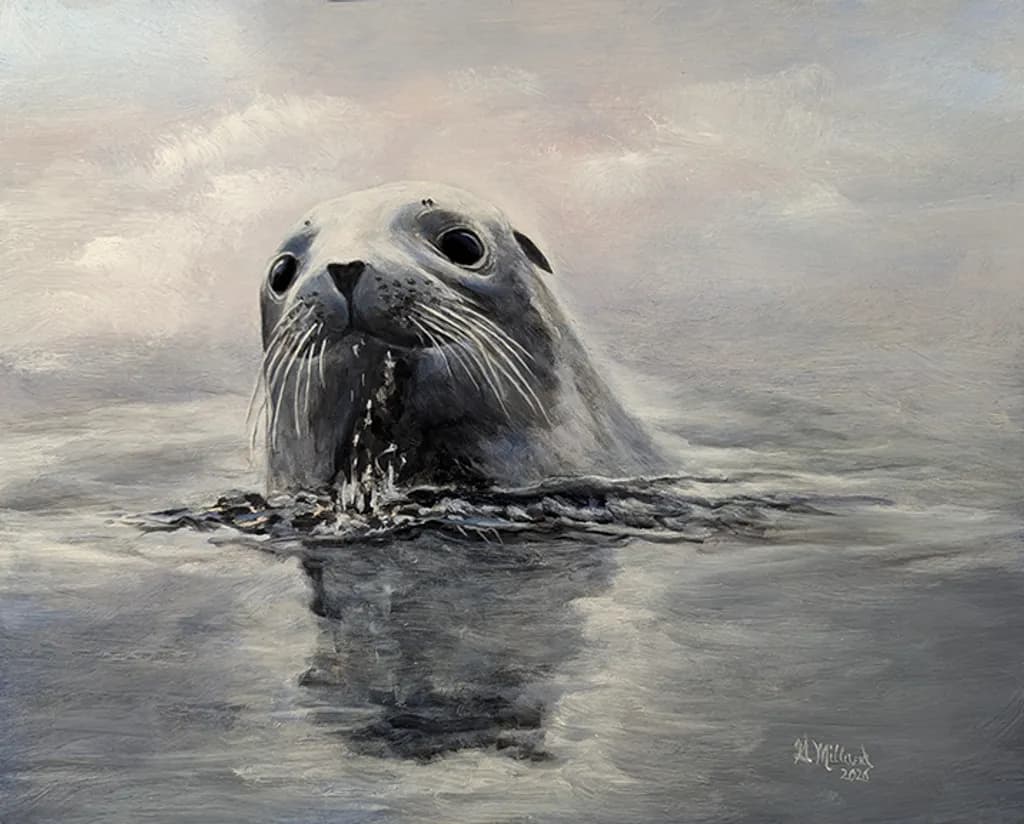 Curious Seal