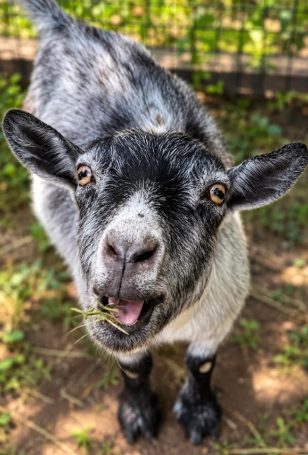 Curious Chewing Goat