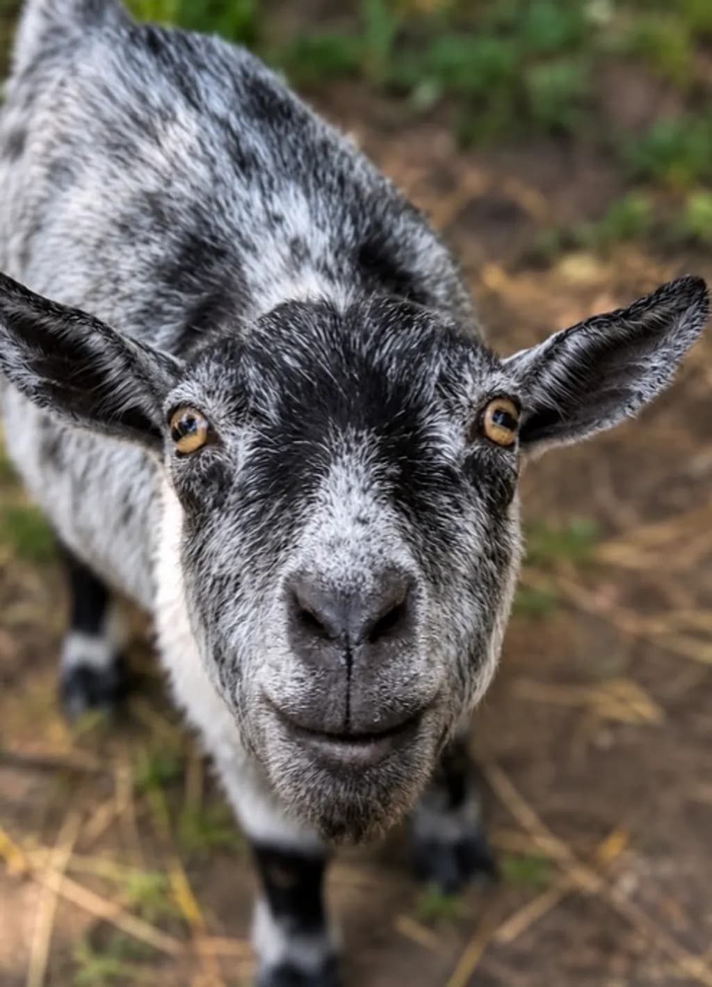 Curious Spotted Goat