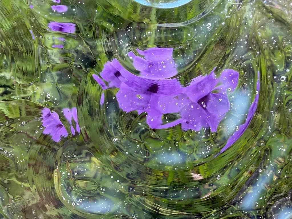 Violet Through Glass