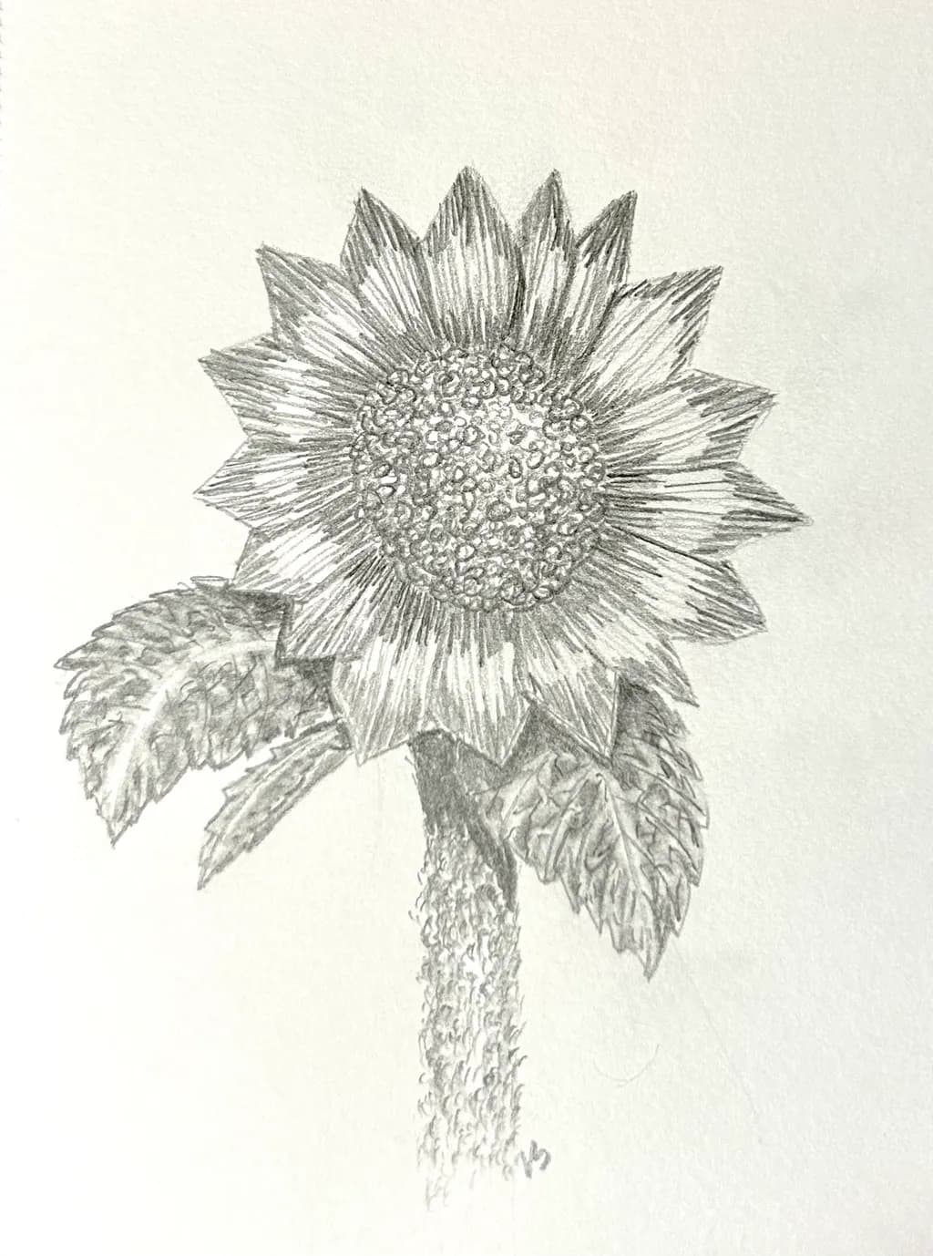 Sunflower Study