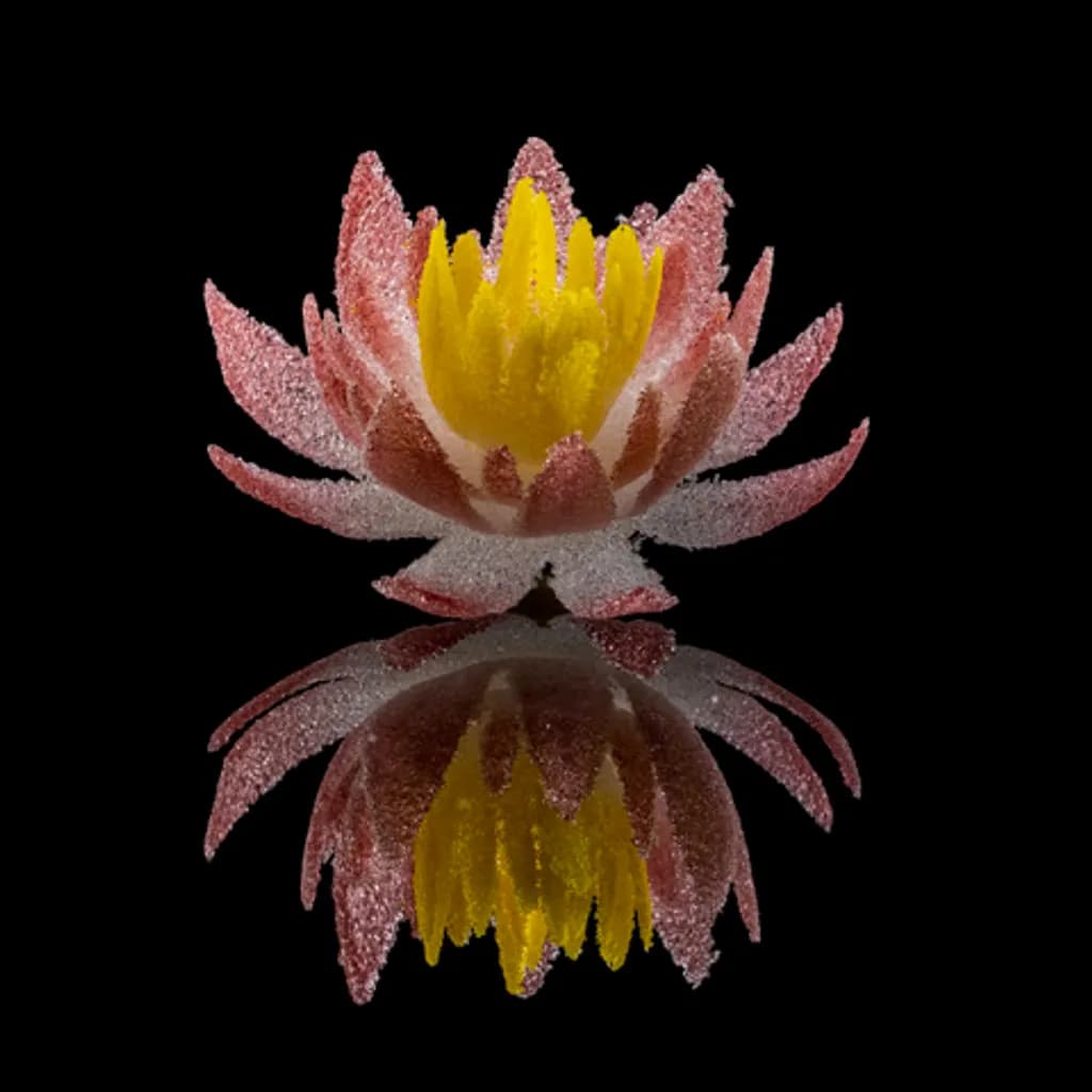 Ruby Lotus