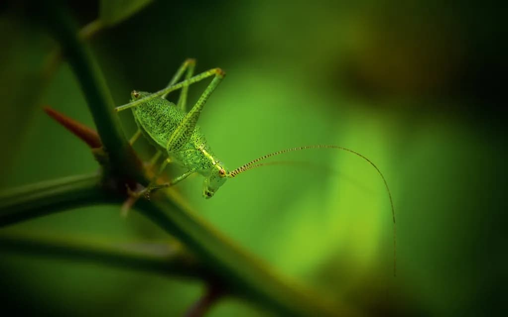Green Katydid
