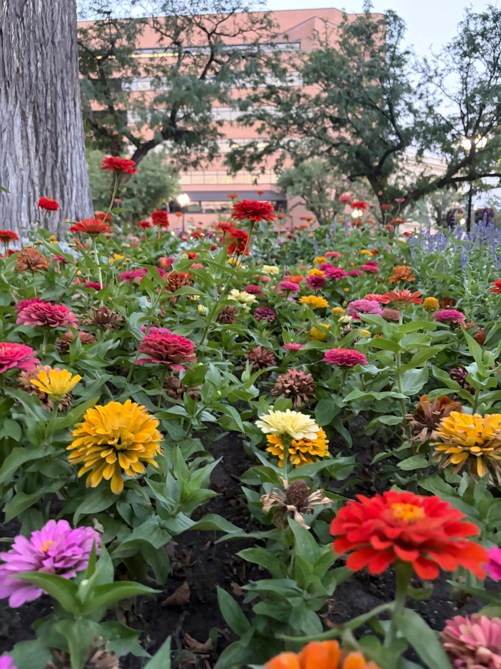 City Garden Zinnias