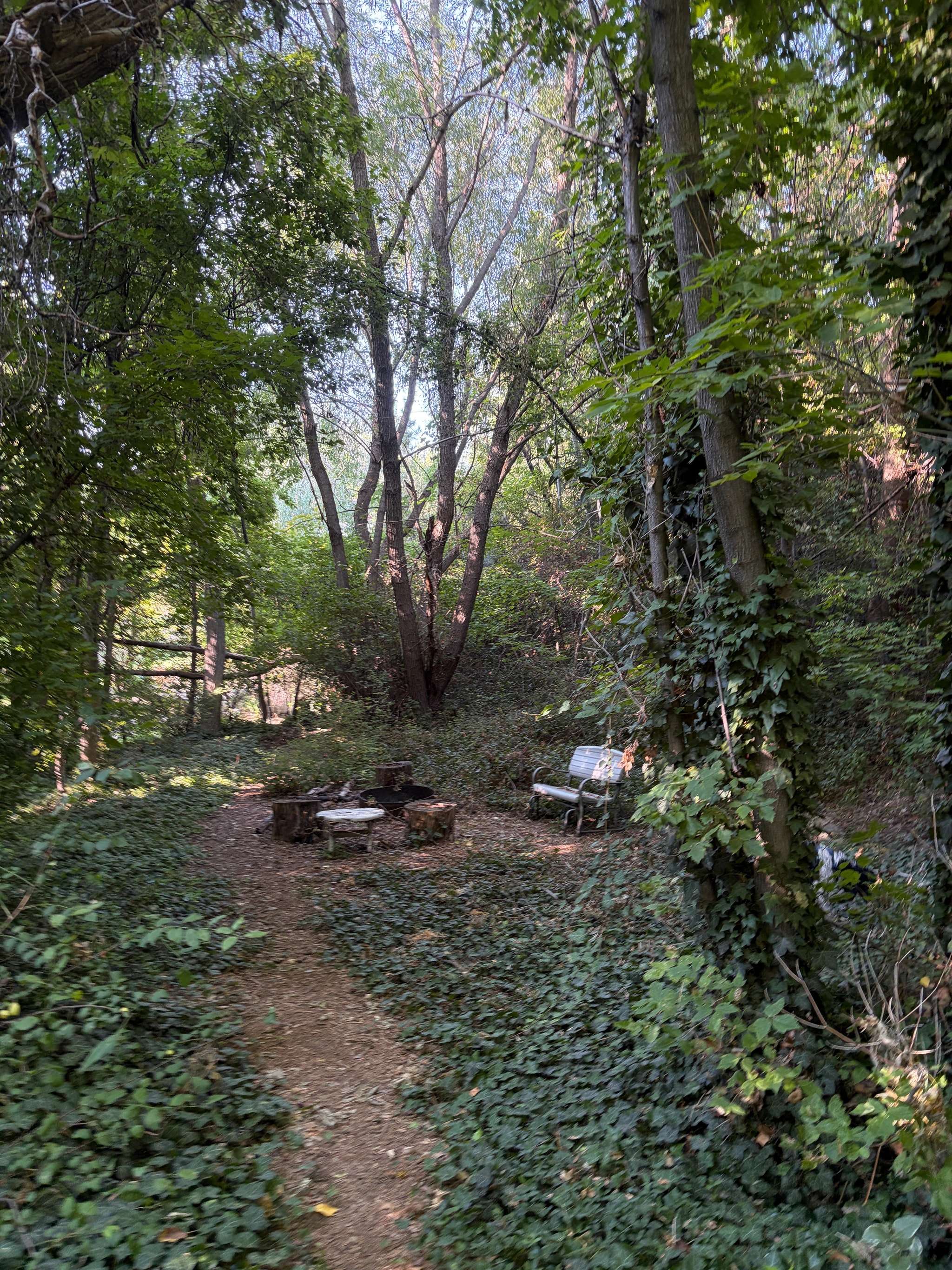Secluded Woodland Trail Bench