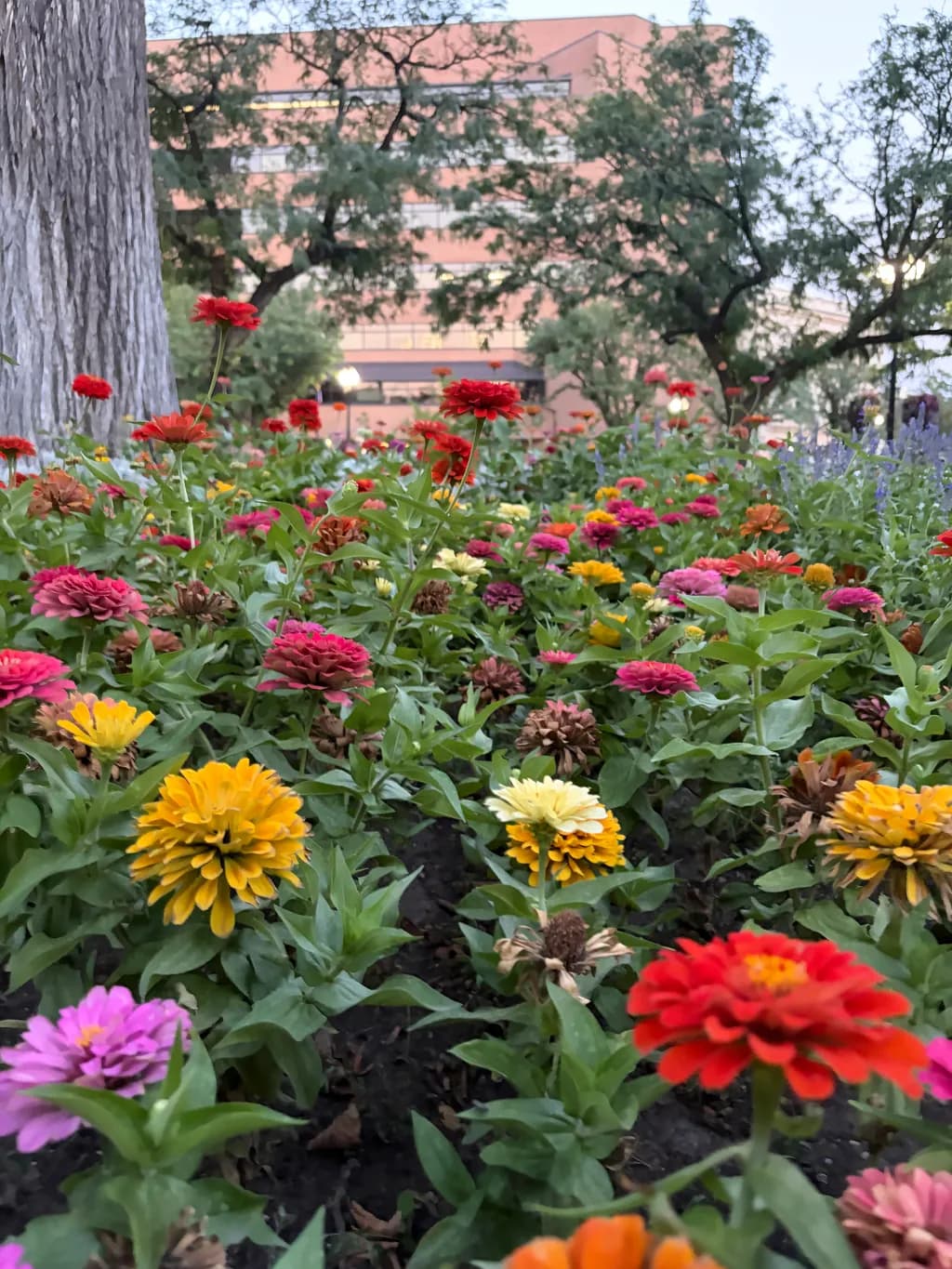 City Garden Zinnias