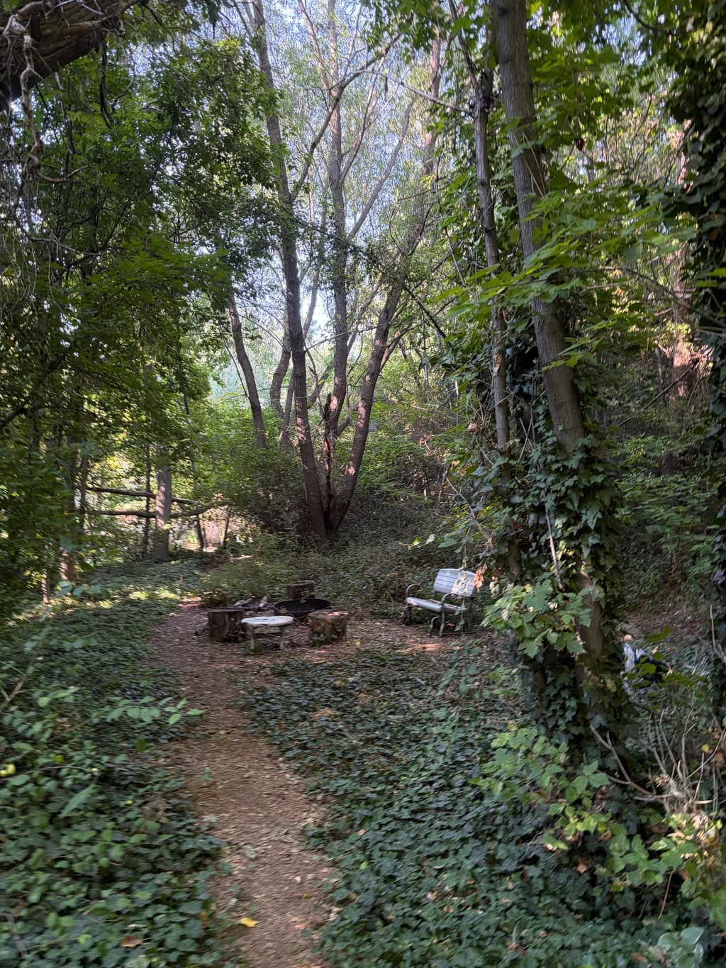 Secluded Woodland Trail Bench