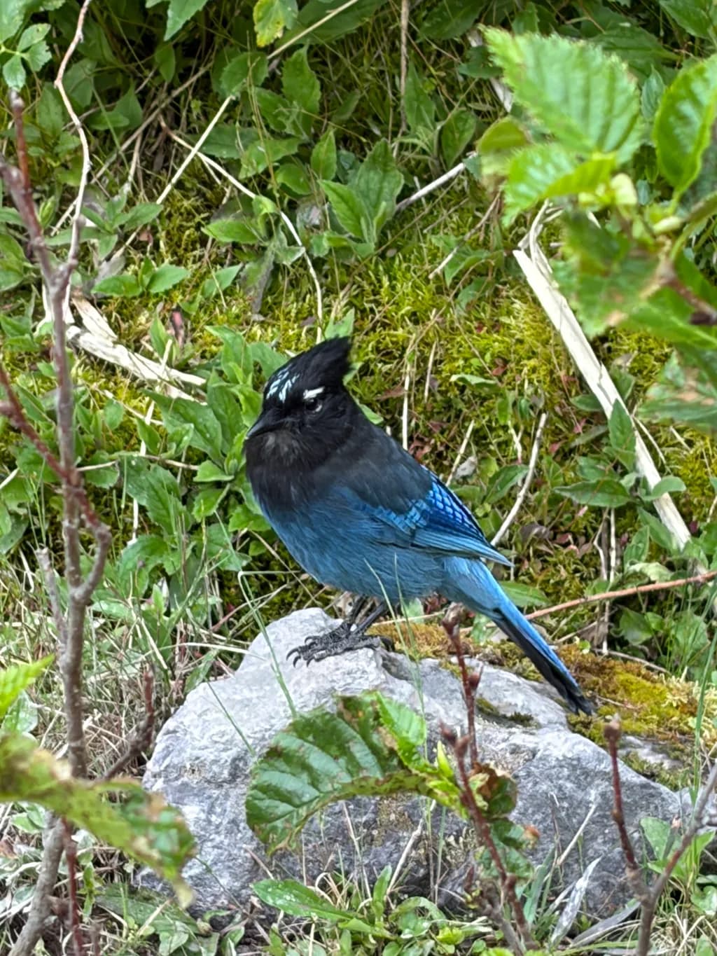 Blue Mountain Jay