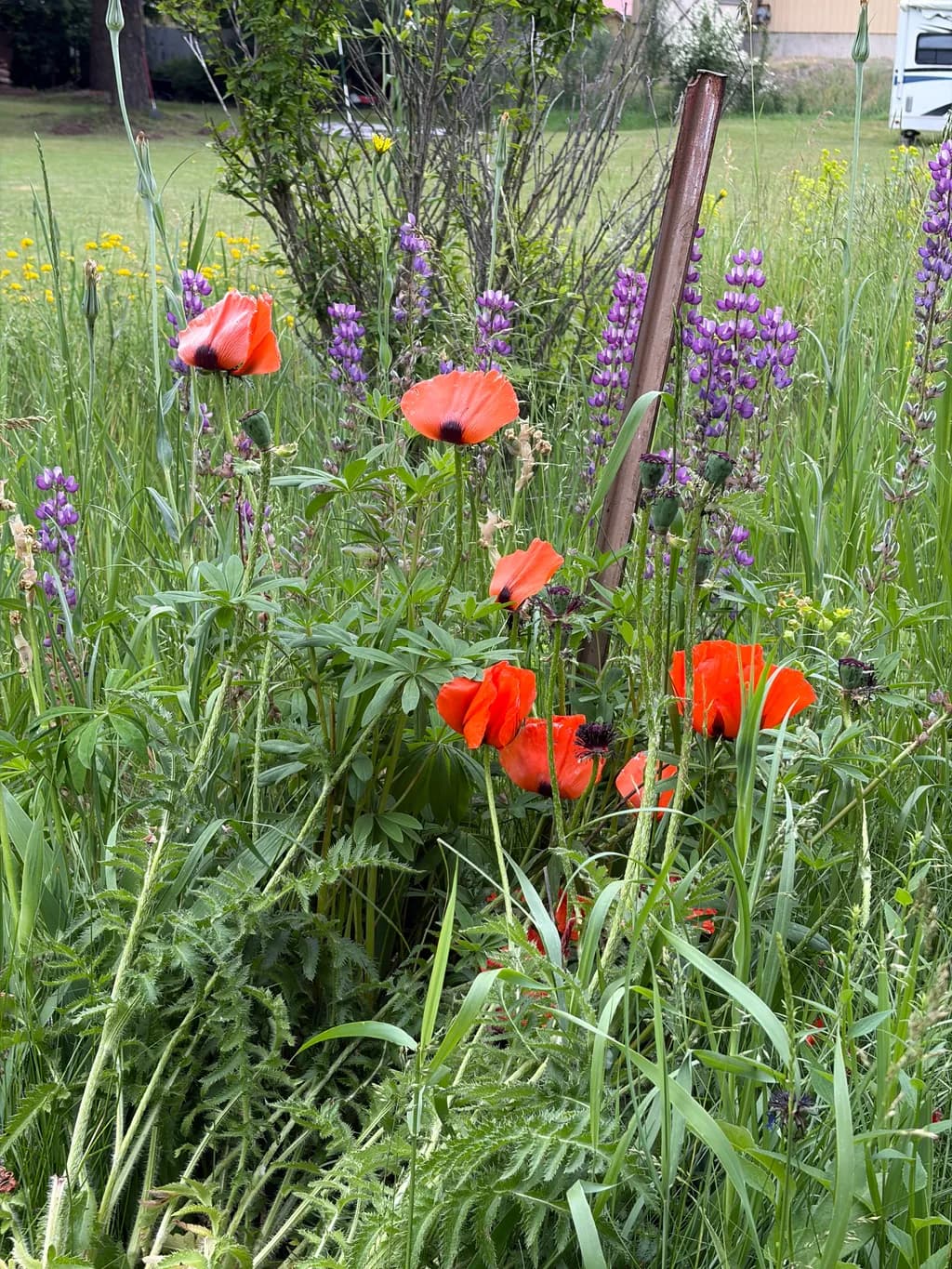 Poppies and Lupines in Meadow Grass