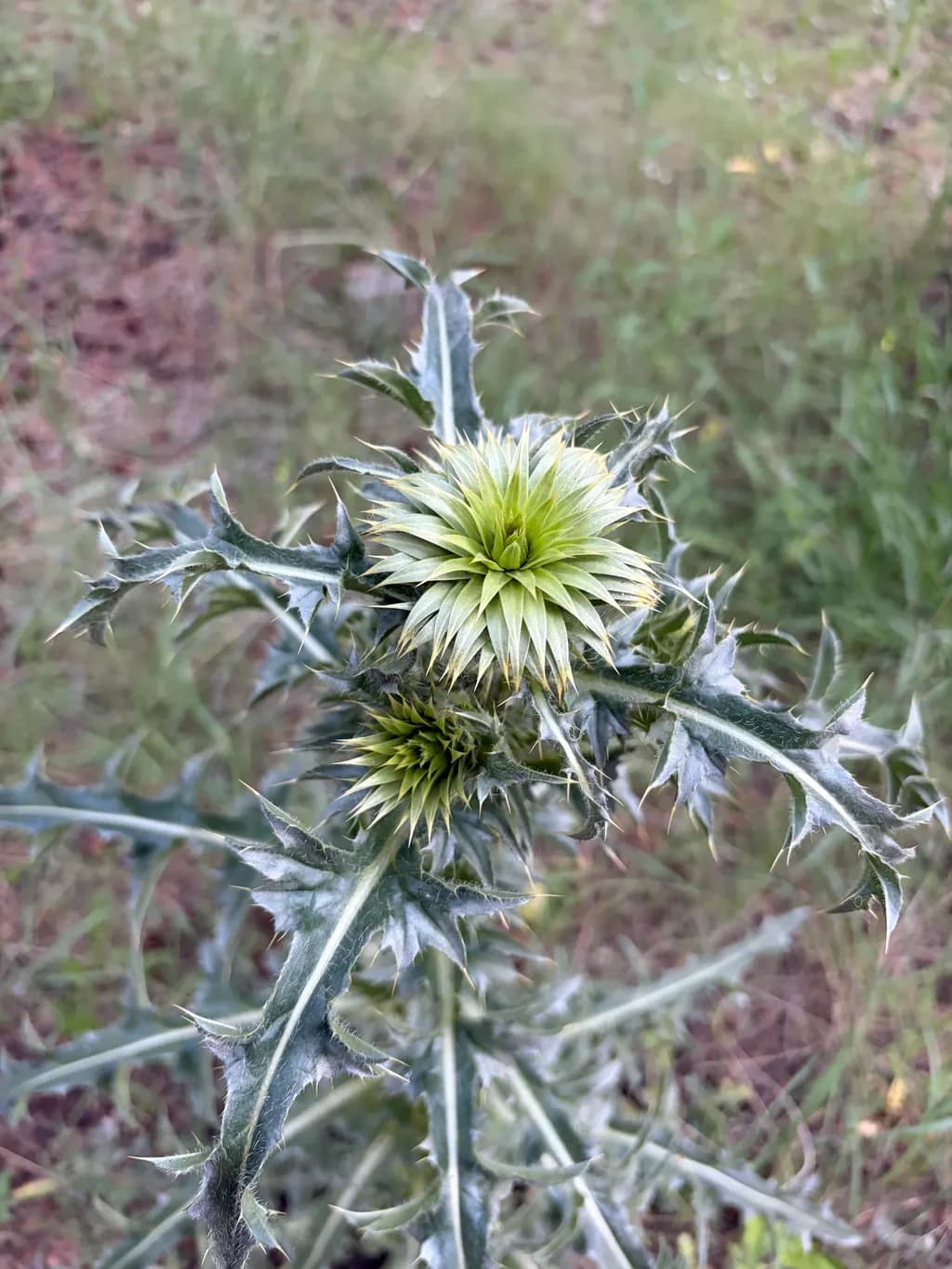 Silver Thistle Bloom