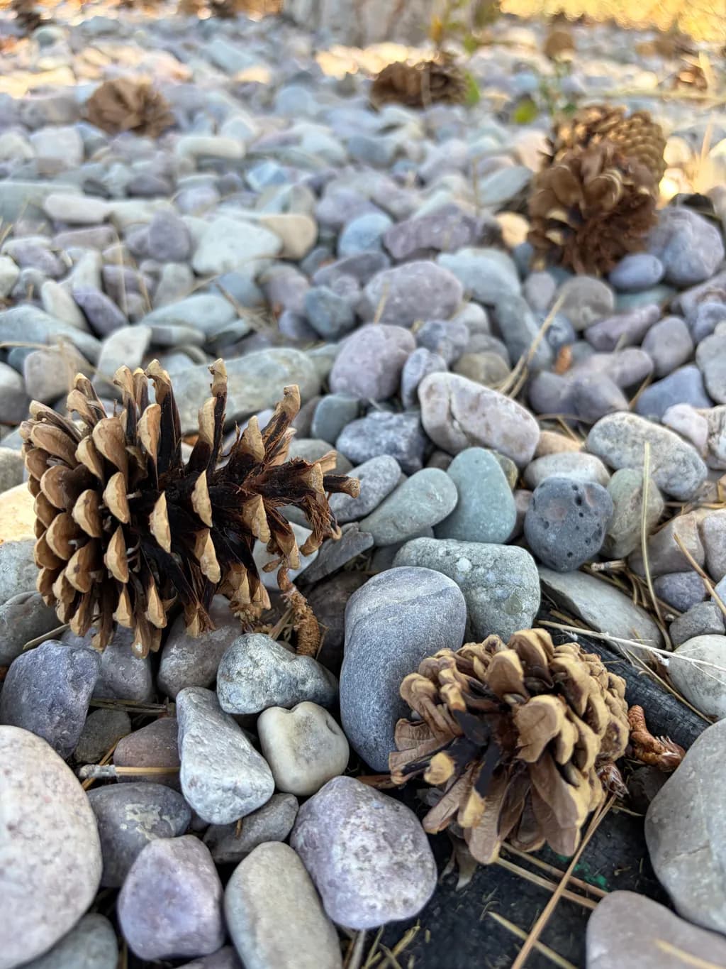 Pinecones Among River Stones