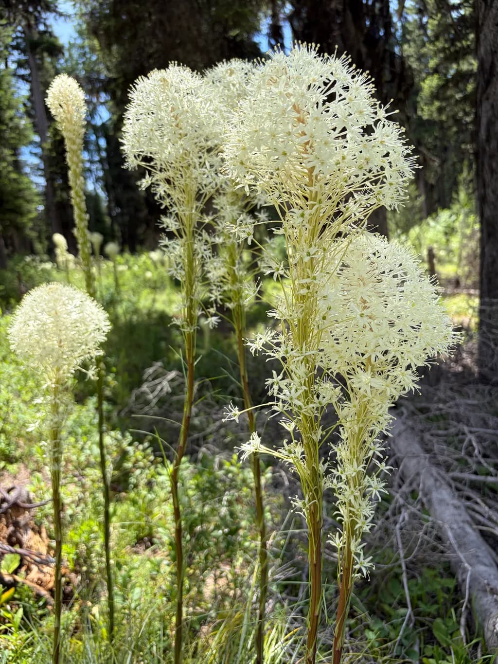 Ivory Wildflowers in the Forest