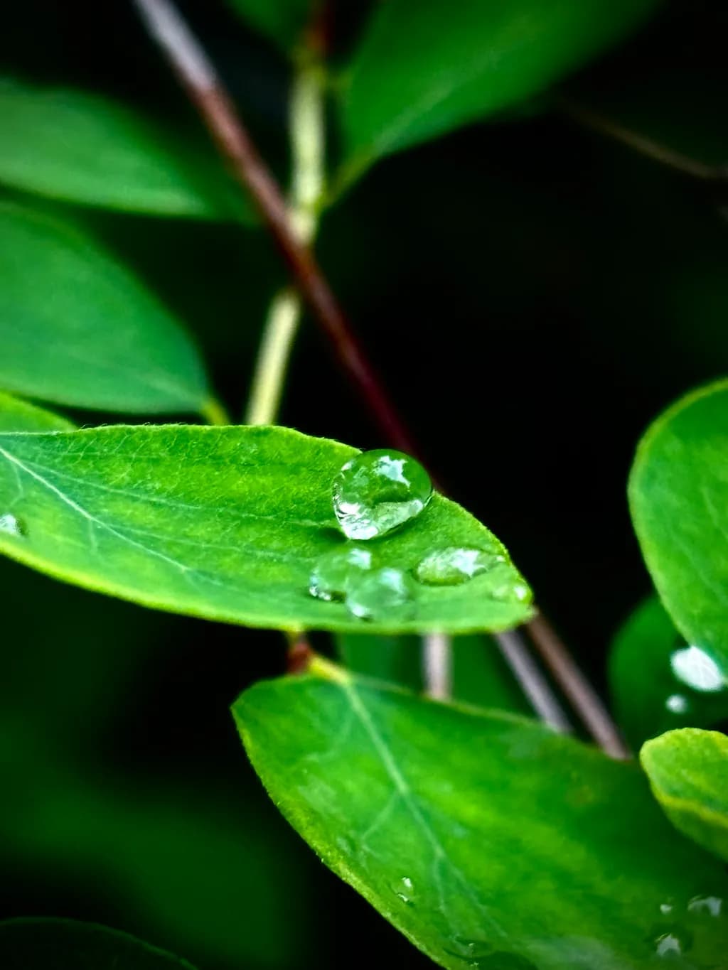 Raindrops on Green Leaves