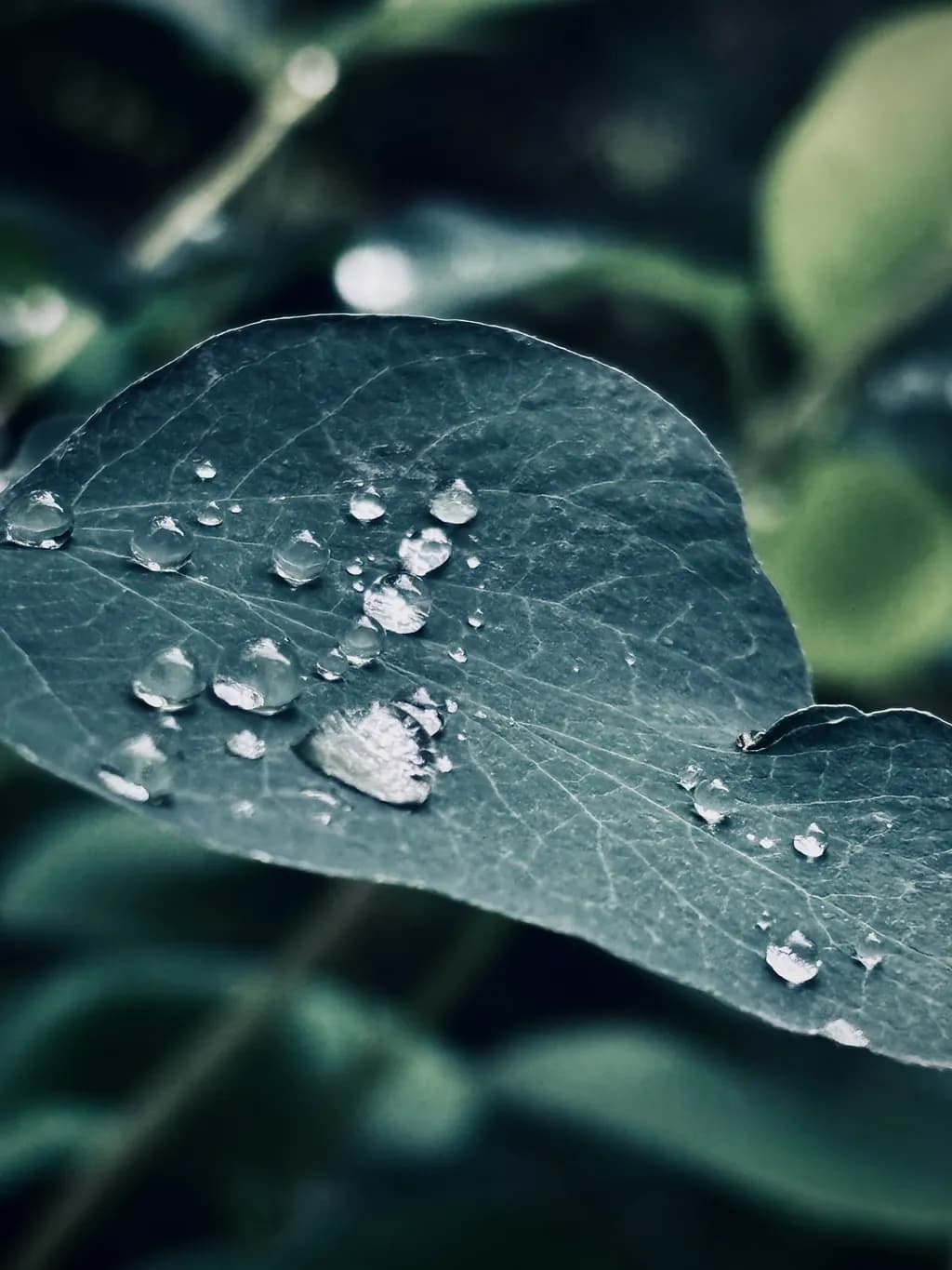 Dew on Leaf