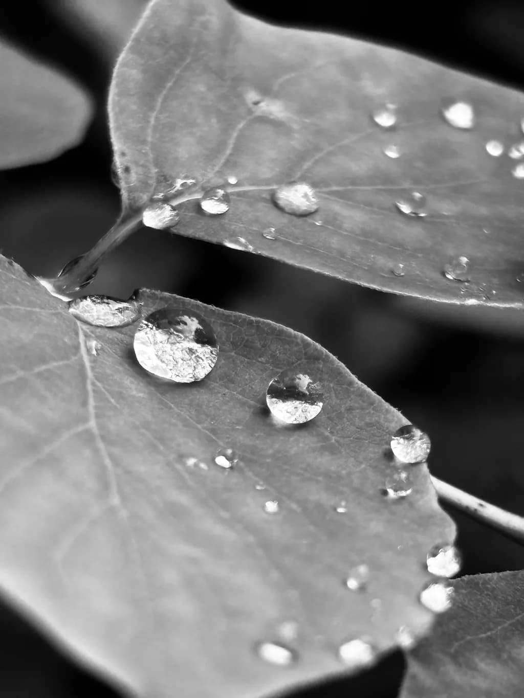 Monochrome Leaf Droplets
