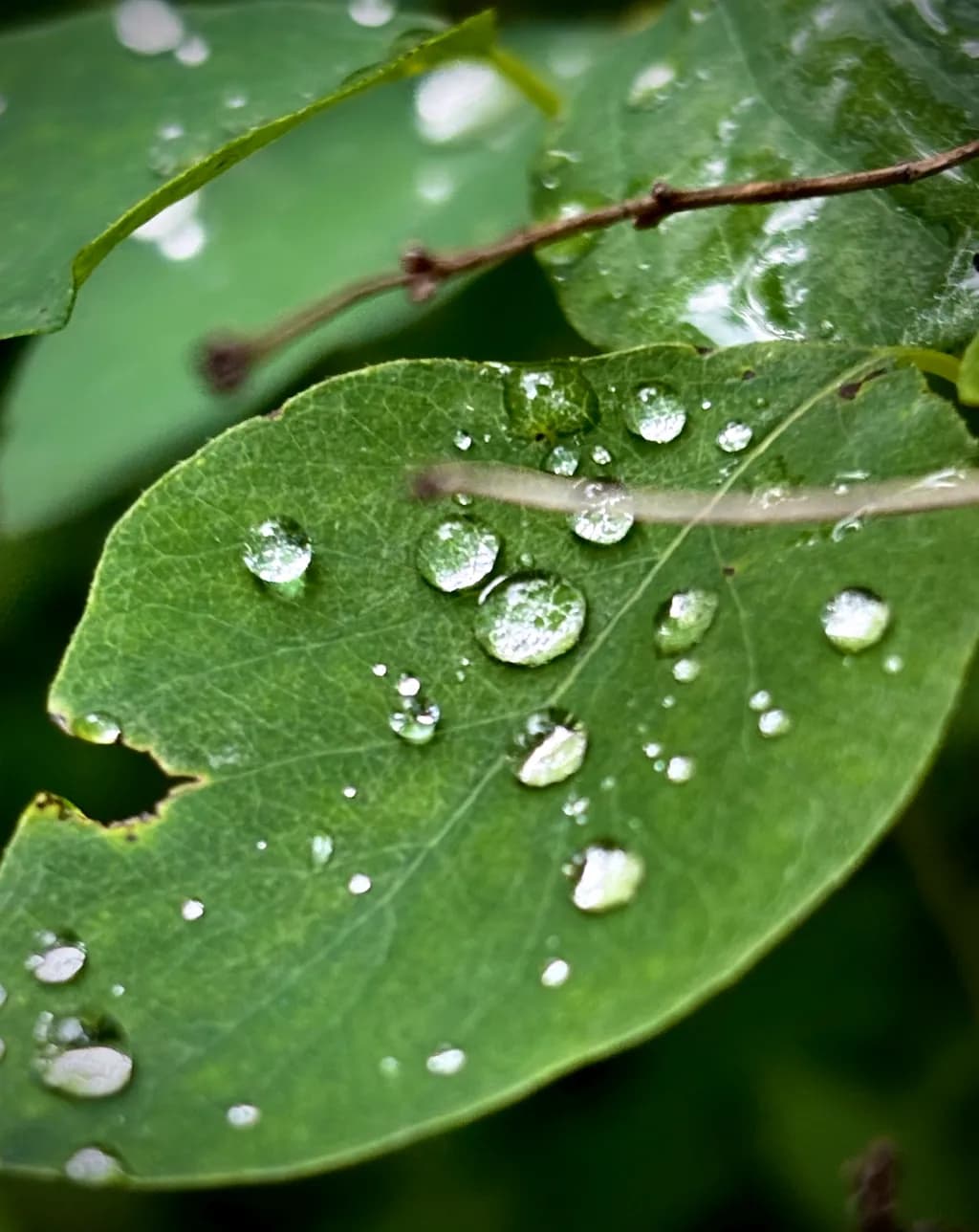 Raindrops on Green Leaves