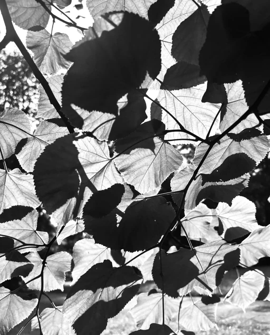 Backlit Leaves