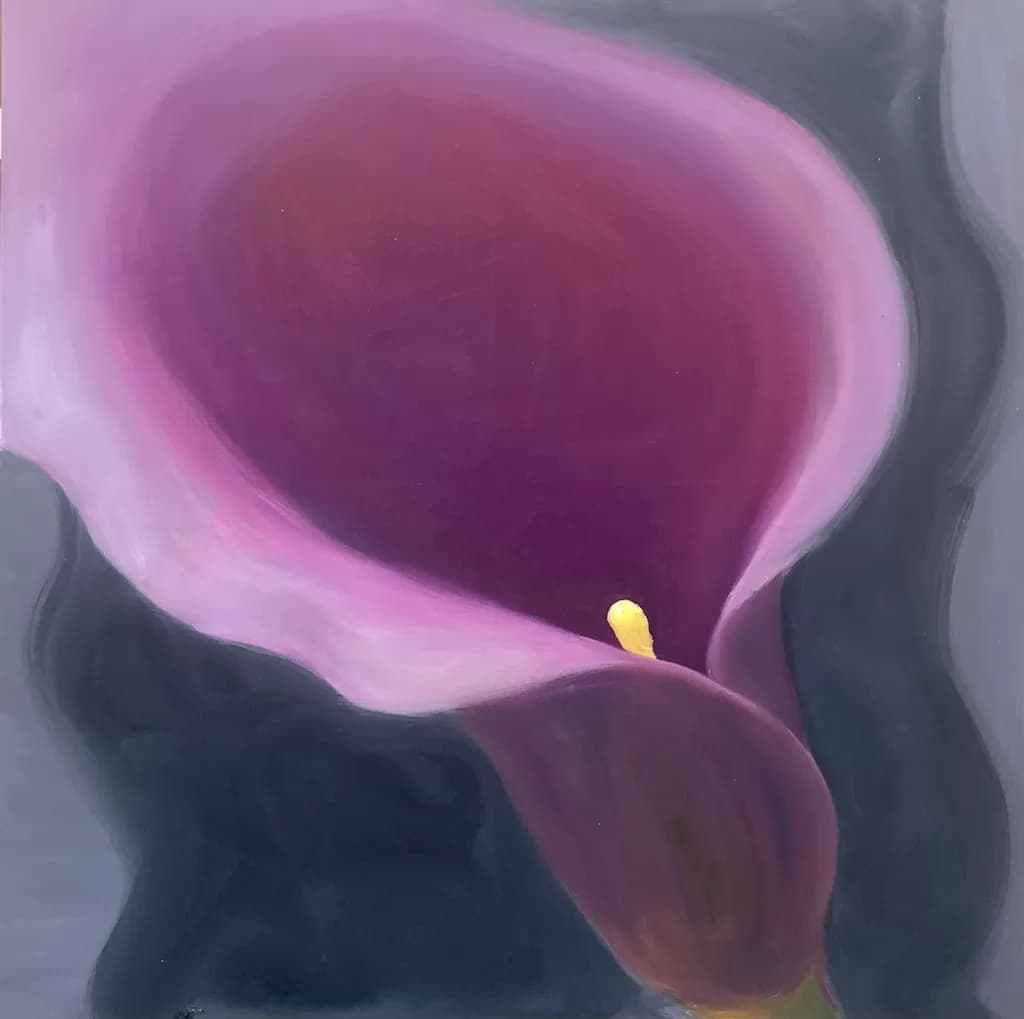 Magenta Calla Lily