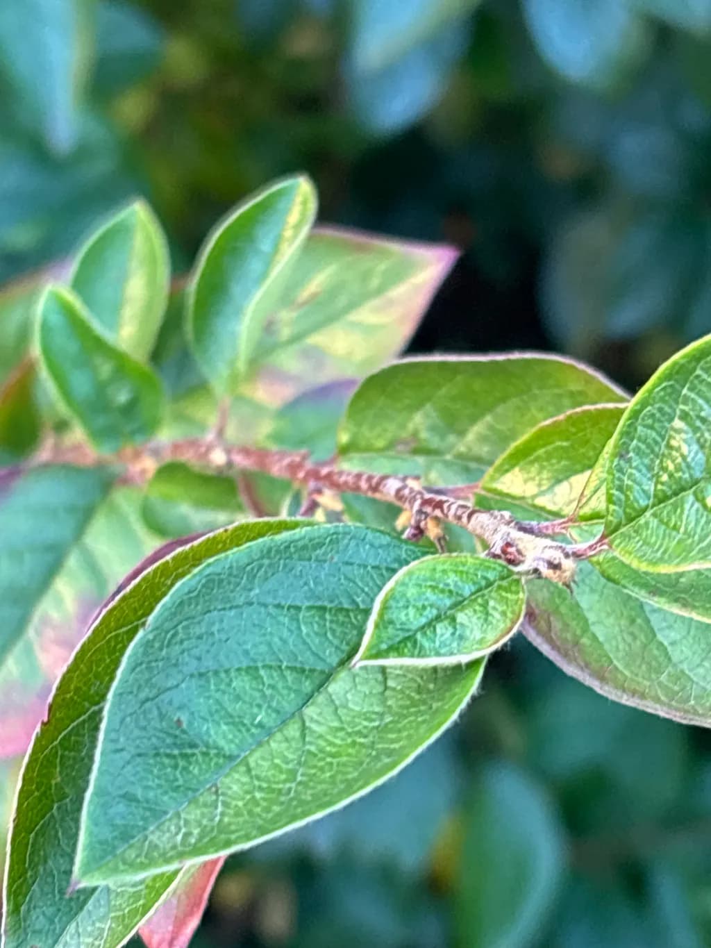 Leaf Study in Green