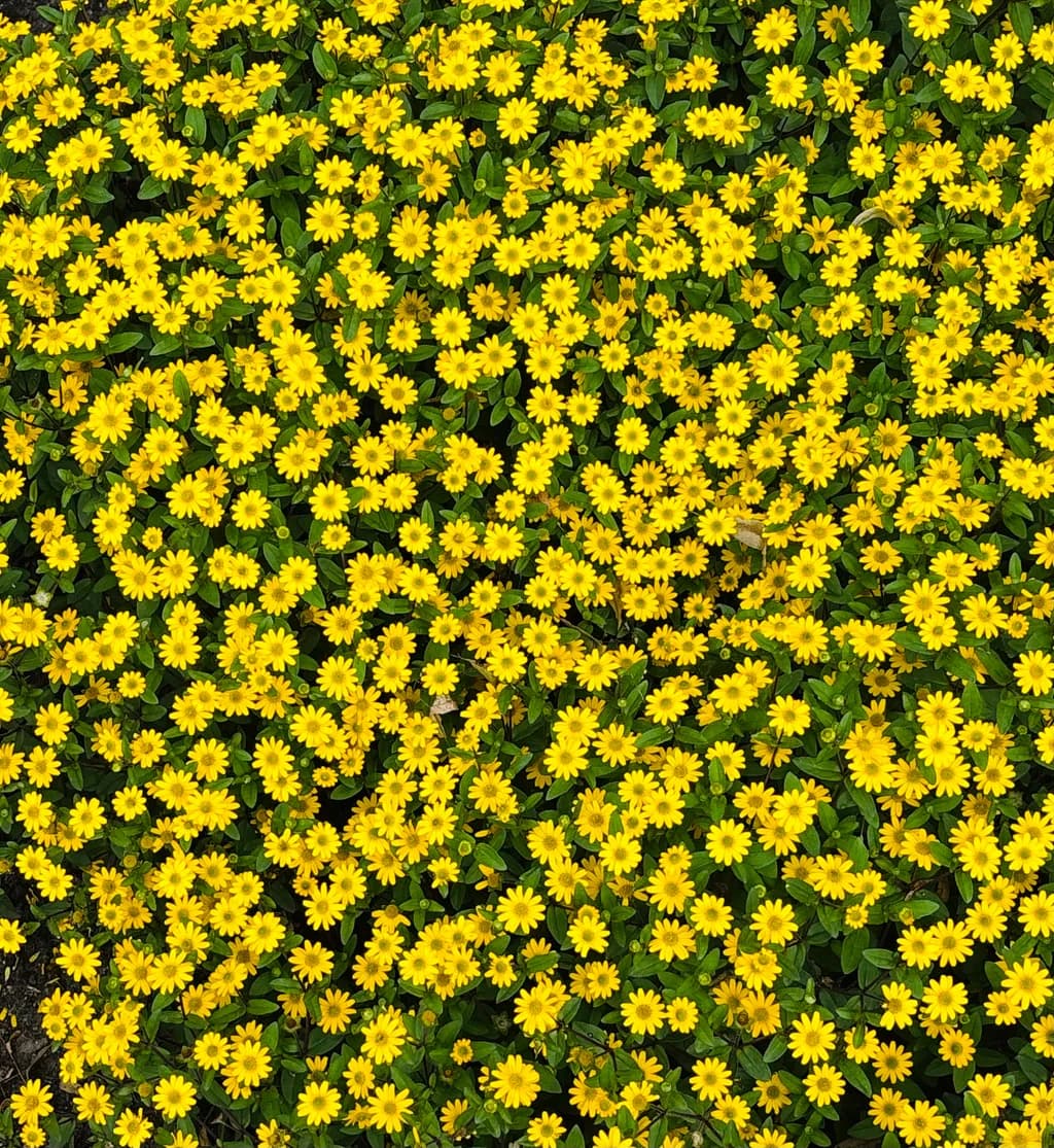 Golden Daisy Carpet