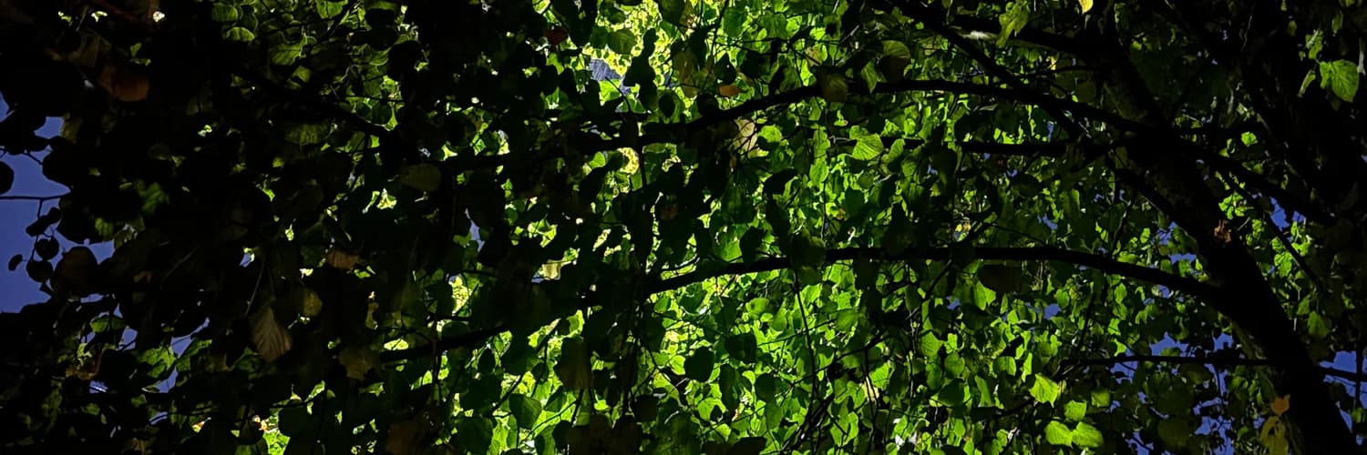 Banner del perfil