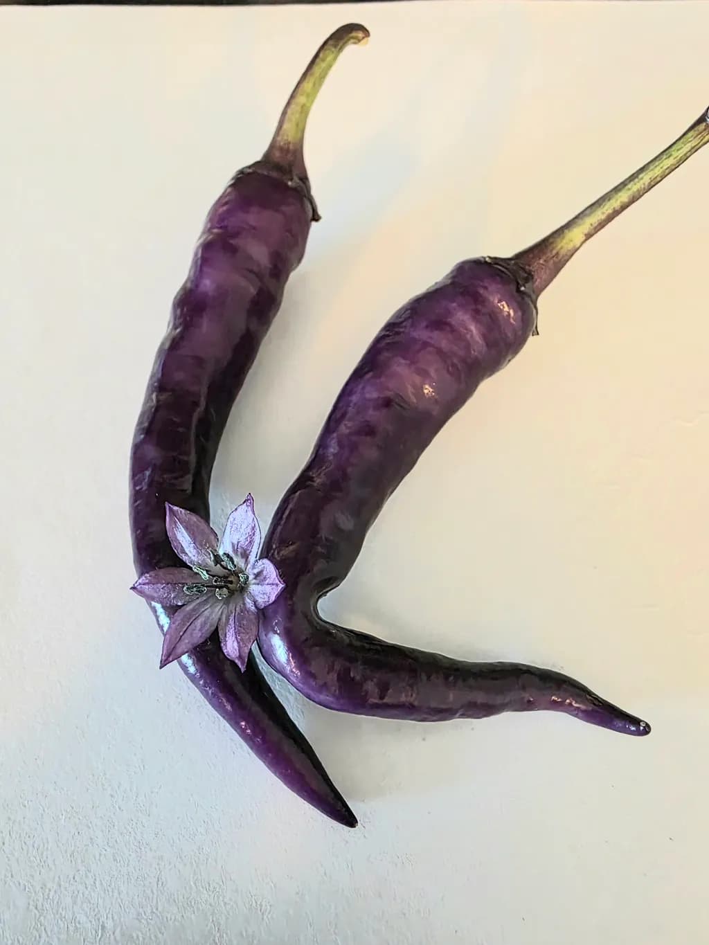Buena Mulata