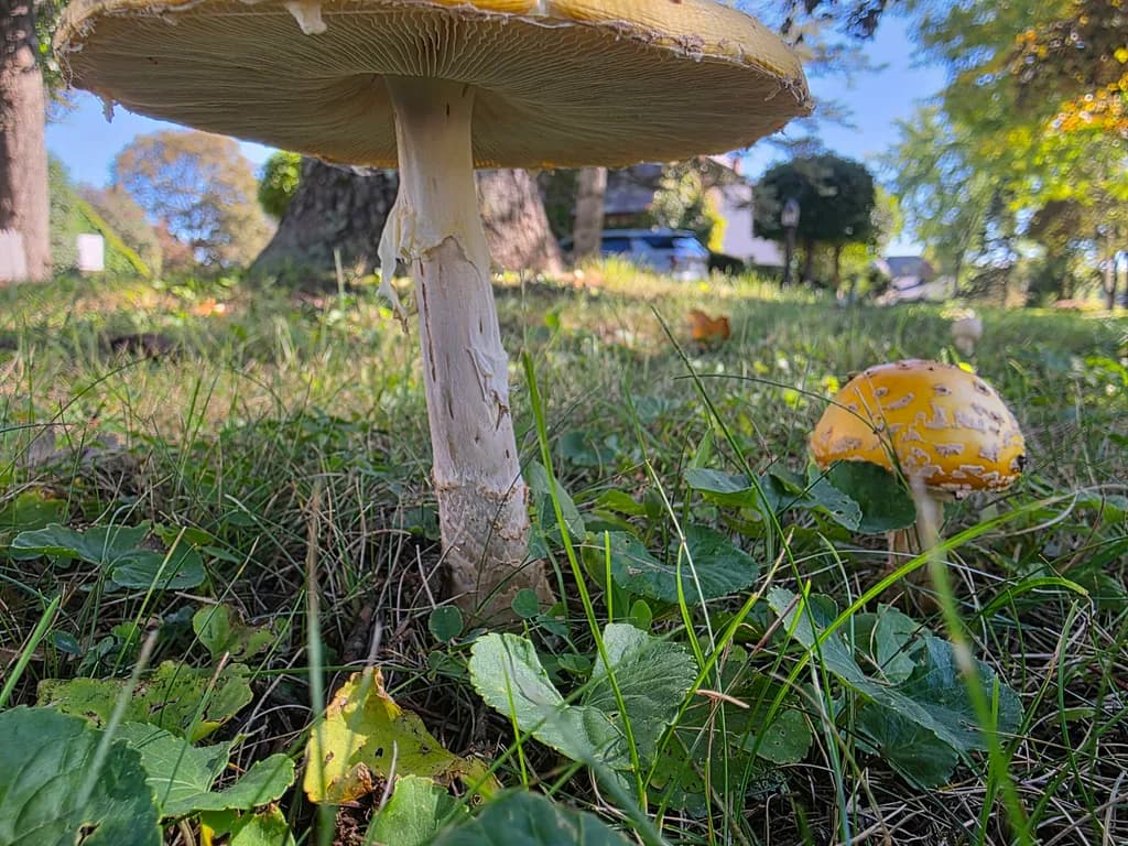 Under the Amanitas