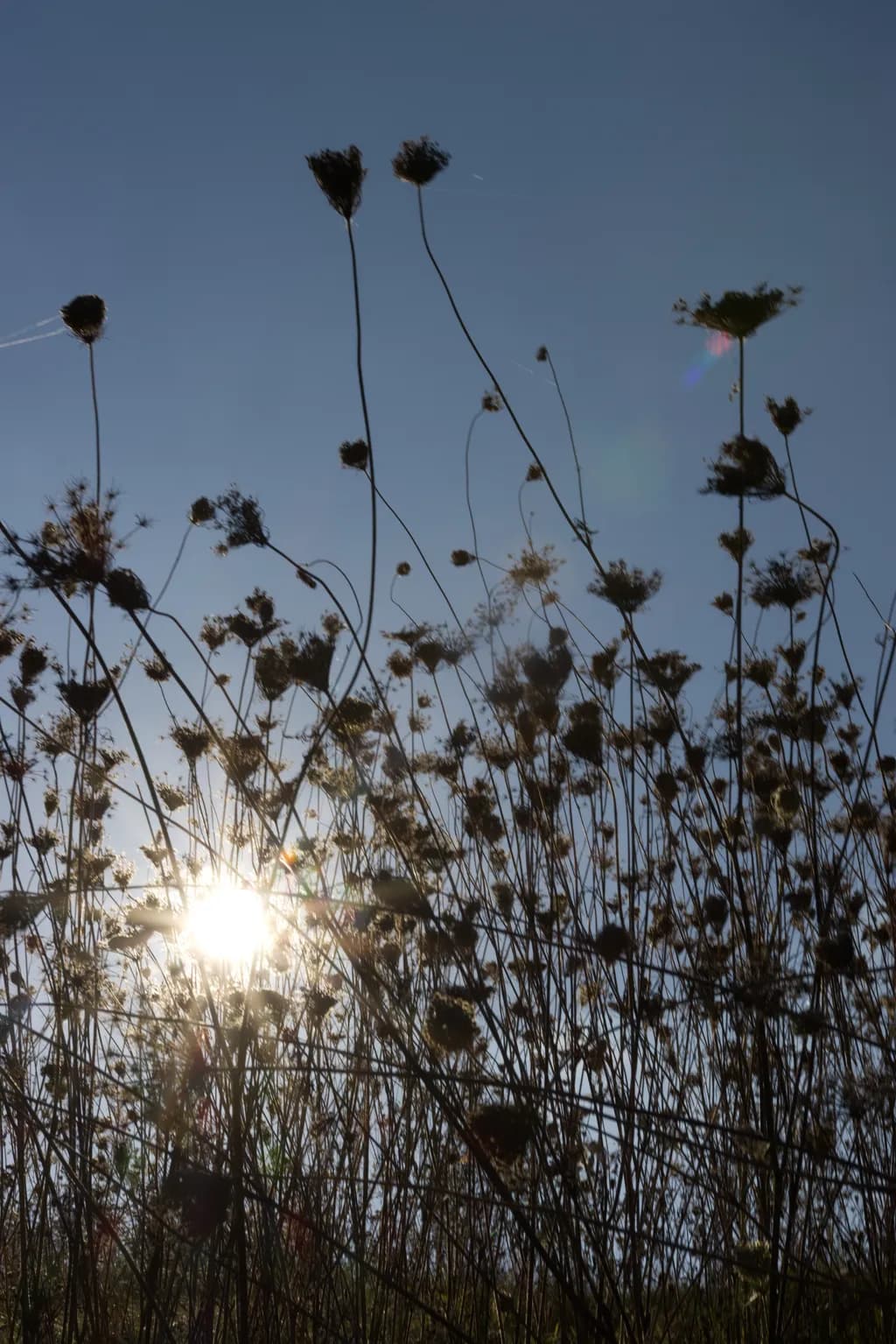 Sun Through Wildflowers