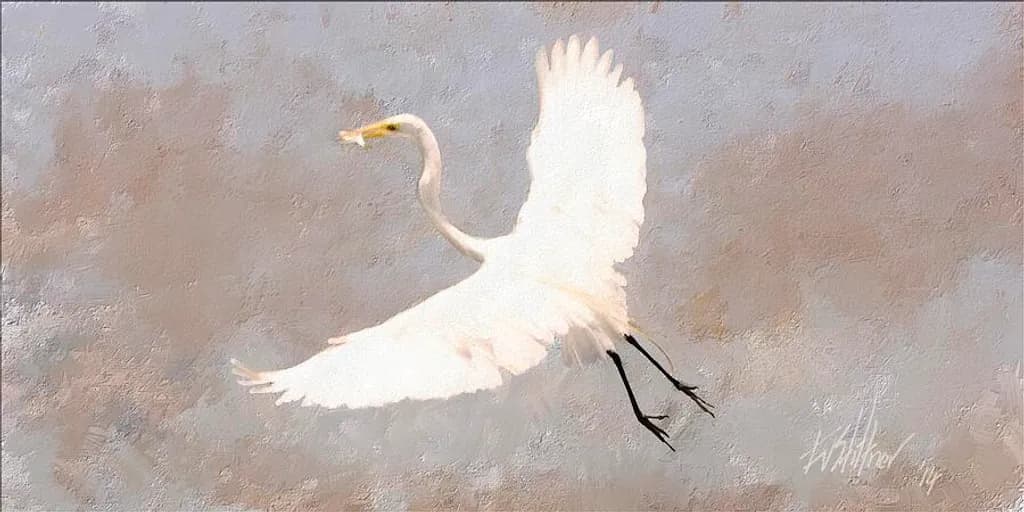 Egret in Flight