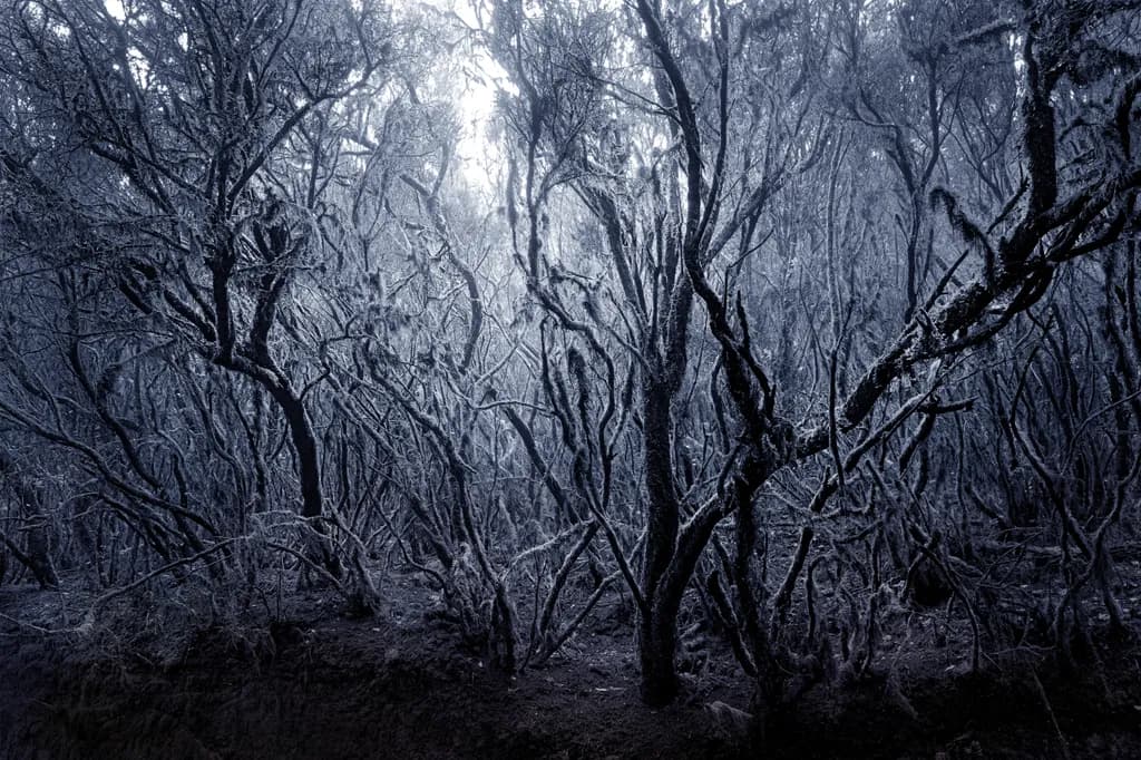 Frosted Forest Light