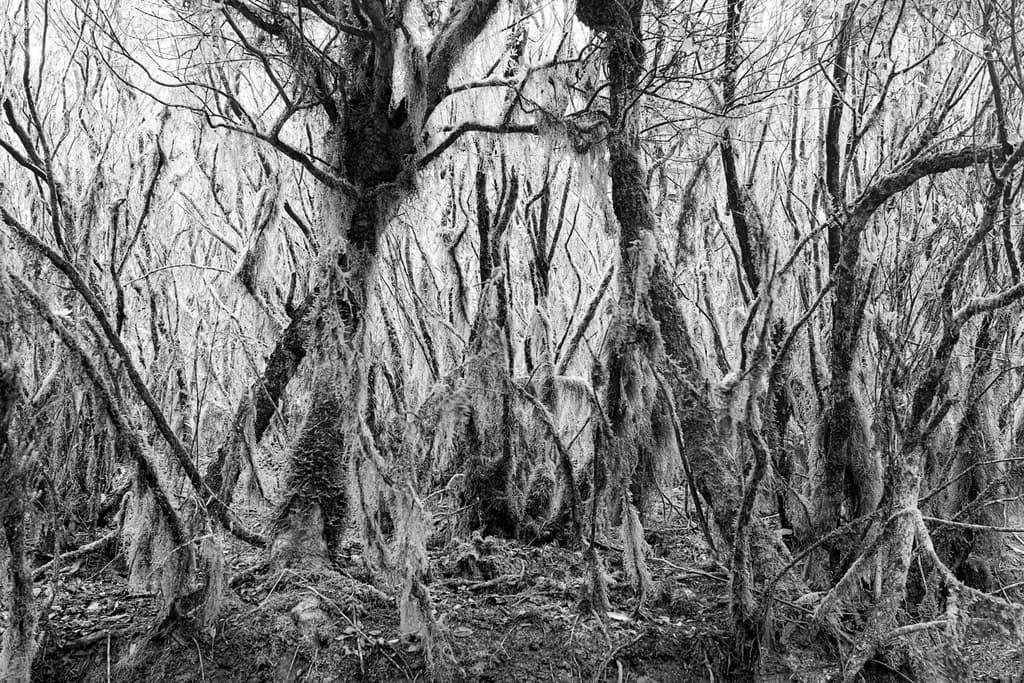 Moss-Draped Forest