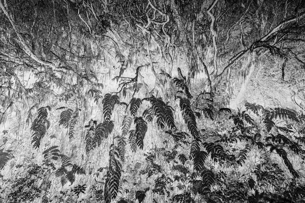 Fern-Covered Cliff