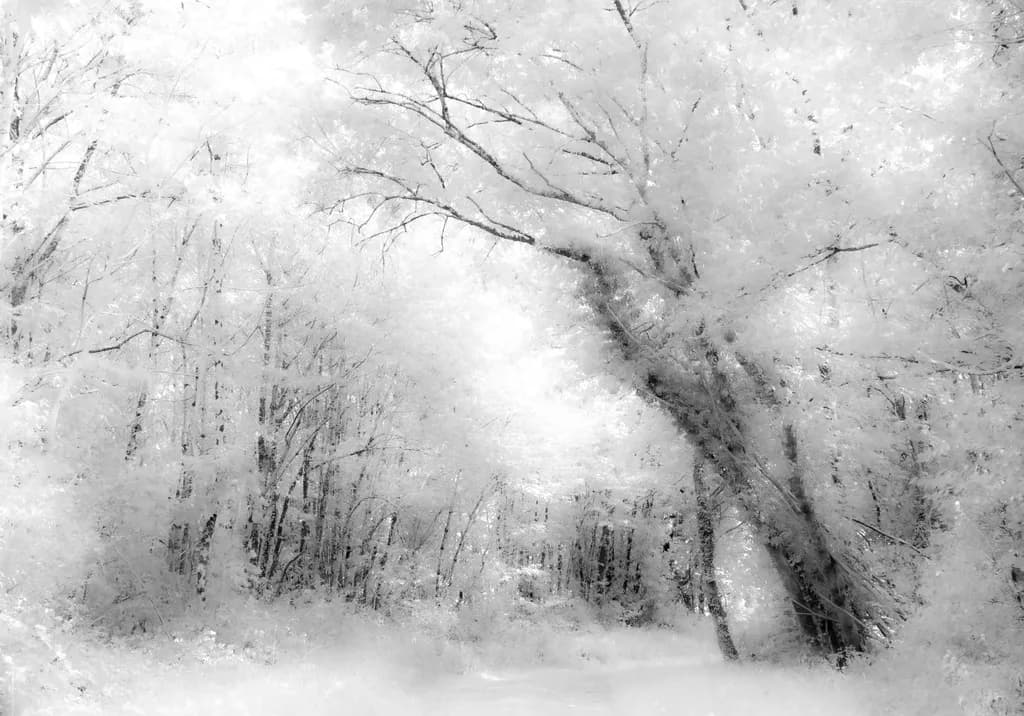 Frosted Forest Path