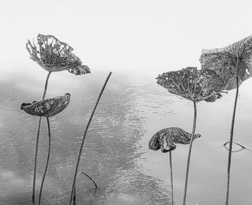Weathered Lotus Leaves
