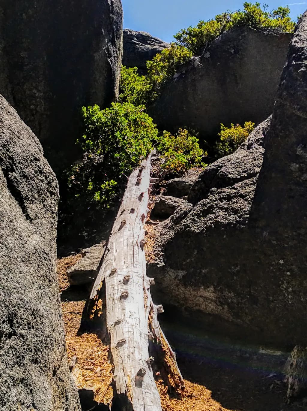 Fallen Trunk Passage