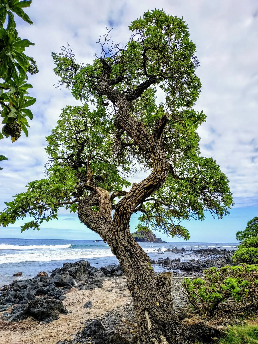 Tree by the Rocky Coast