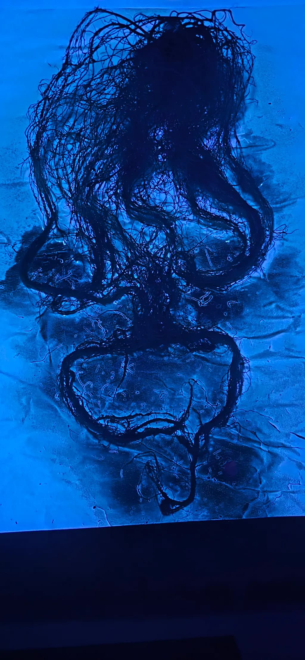 Blue Tangle