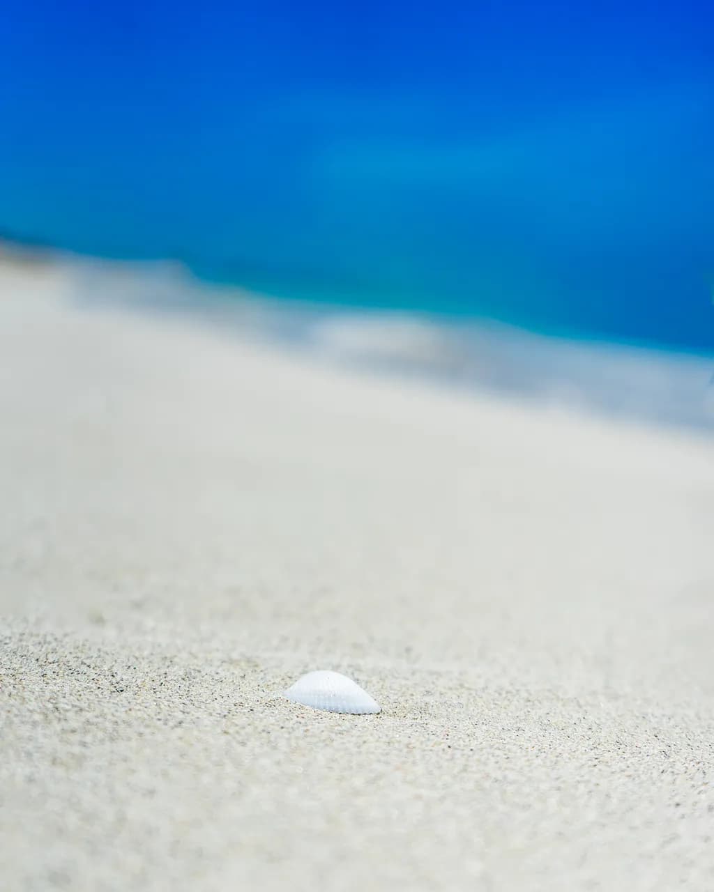 Seashell on White Sand