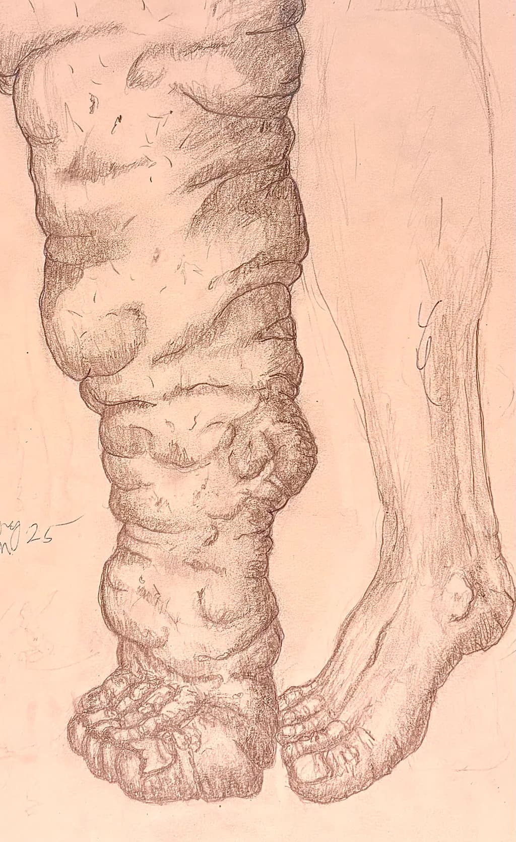 Anatomical Leg Study