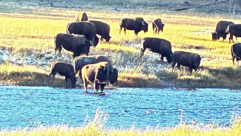 Bison by the River