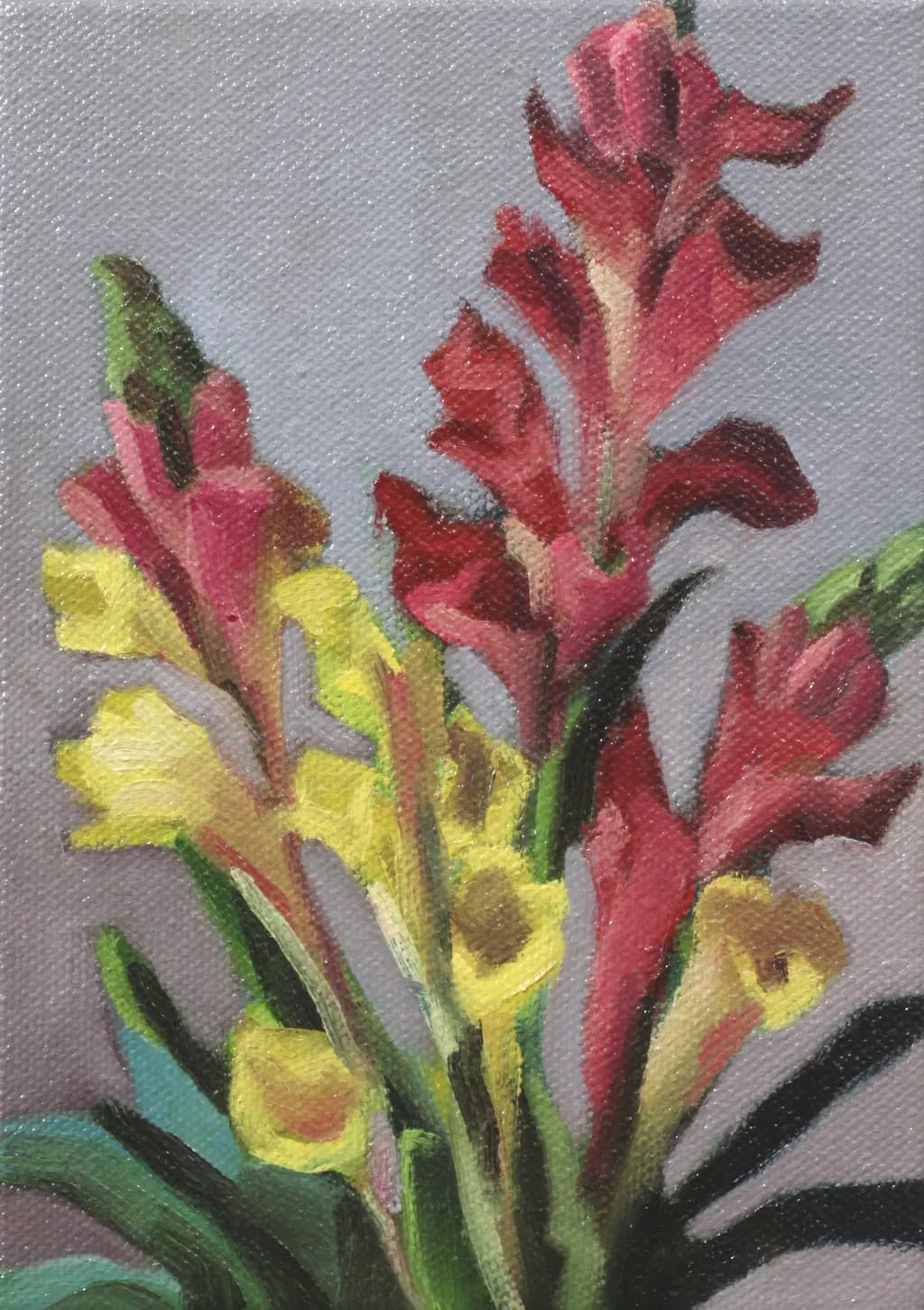 Cropped Snapdragons